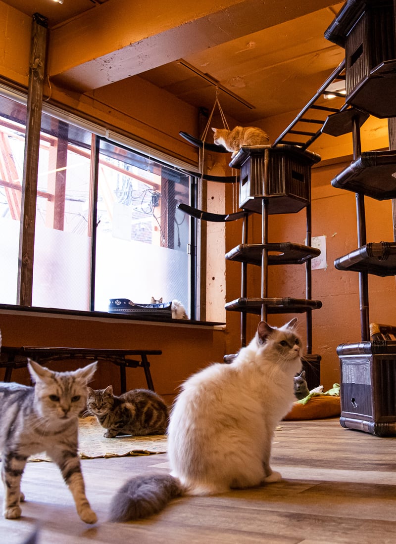 ⼤阪難波の⼼斎橋アメ村にあるエスニックな雰囲気のおしゃれな猫カフェ