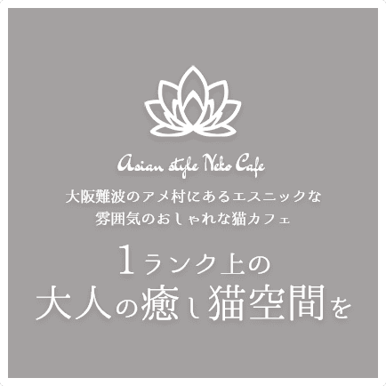 ⼤阪難波の⼼斎橋アメ村にあるエスニックな雰囲気のおしゃれな猫カフェ